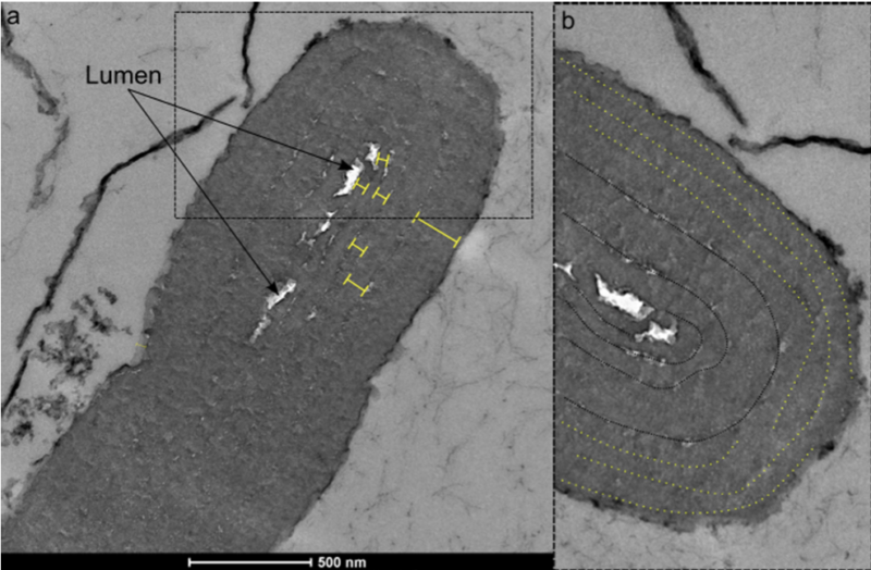 Fossil proof of photosynthesis will get 1000000000 years older